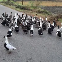 اردک فروشی|حیوانات مزرعه|املش, |دیوار