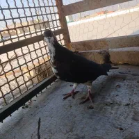 کبوتر|پرنده|رفسنجان, |دیوار