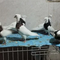 طوقی|پرنده|کارزان, |دیوار