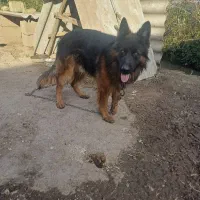 سگ ژرمن شپرد بفروش میرسد
