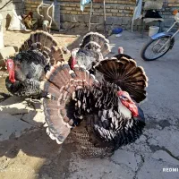 بوقلمون|حیوانات مزرعه|سنقر, |دیوار