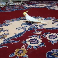 عروس هلندی نر معاوضه ای|پرنده|زابل, |دیوار