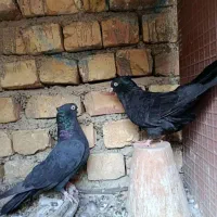 زاغ|پرنده|اصفهان, بهارستان|دیوار