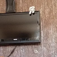 تی وی ۳۲