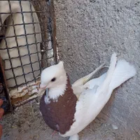 کبوتر طوقی