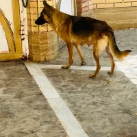 سگ ژرمن|سگ|کرمان, |دیوار