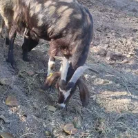 یک رس بز شیرده خوب ودوقلوه زاه