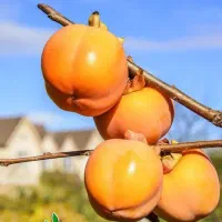 فروش نهال خرمالو آمریکایی گلدانی