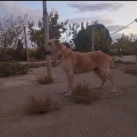 سگ الابای سفید|سگ|اصفهان, فرودگاه|دیوار