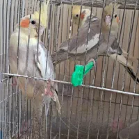 عروس هلندی