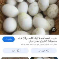 تخم غاز بدون نطفه