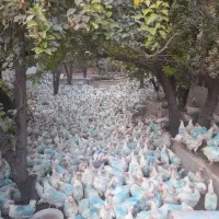 بزرگترین پخش خروس مرغ زنده و تخمگذار ایران درتهران|حیوانات مزرعه|تهران, صادقیه|دیوار