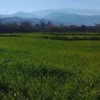 فروش زمین کشاورزی