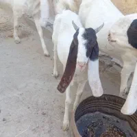 بز ماده شیری