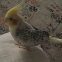 عروس هلندی گم شده