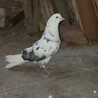 کبوتر خال پلنگ شمرونی
