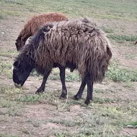 قوچ مهربانی