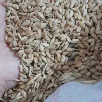 گندم|عمده‌فروشی|گتوند, |دیوار