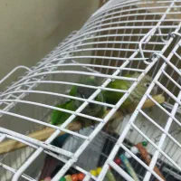 طوطی گریینچیک|پرنده|مشهد, عیدگاه|دیوار