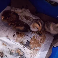 جوجه محلی ۲ هفته ای|حیوانات مزرعه|بهشهر, |دیوار