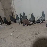 کفتر پلاکی رنگ تیره