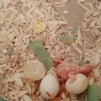 عروس هلندی|پرنده|شاهینشهر, شهرک گلدیس|دیوار