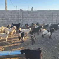 چپیش چاق ۵۰ عدد