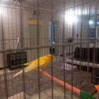 تعدادی قناری