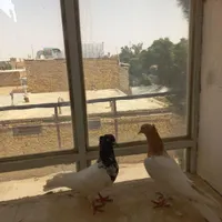 جفت کله|پرنده|تربت جام, شهرک آزادگان|دیوار
