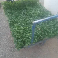 نشا فلفل سبز ۷۱۴۱|عمده‌فروشی|جیرفت, |دیوار
