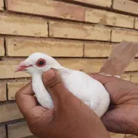 ماده دم زرد