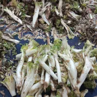 کنگر تازه . قیمت توافقی