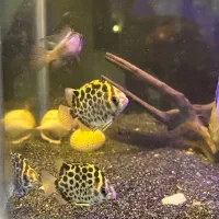 آکواریوم کامل|ماهی|سقز, |دیوار