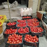 گوجه فرنگی بانازلترین قیمت