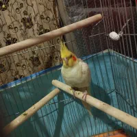 فروش عروس هلندی ماده تخم گذار|پرنده|یاسوج, |دیوار