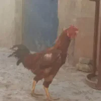 خروس