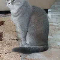 گربه نژاد اسکاتیش و پرشین|گربه|فردوس (خراسان), |دیوار