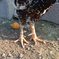 خروس لاری اصیل|حیوانات مزرعه|ماسال, |دیوار