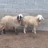 بره ماده،دوبهر،تقلی،میش،بز|حیوانات مزرعه|مبارکه, |دیوار