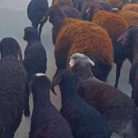 48 راس گوسفند عتیقه زاییده و آبستن سنگین|حیوانات مزرعه|تبریز, |دیوار