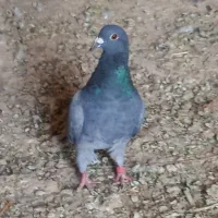 چندتاحیون پرشی