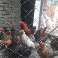 مرغ محلی جوان
