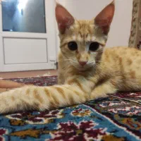 واگذاری دو بچه گربه نارنجی چهار ماهه نر و ماده|گربه|تهران, بلوار کشاورز|دیوار