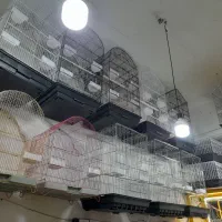 ملزومات پرنده|پرنده|خرمشهر, |دیوار