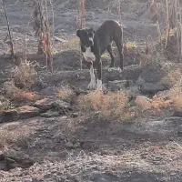 سگ فروشی|سگ|تربتحیدریه, پائین ولایت|دیوار