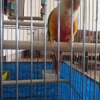 گرینچیک و عروس وایت فیس|پرنده|خرمآباد, |دیوار