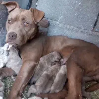 سه عدد توله ماده پیتبول امریکن نژاد دار|سگ|خلخال, |دیوار