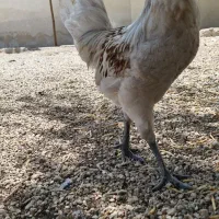 خروس جوان لوهمن(این نژاد آلمانی مخصوص تخم گذاری )
