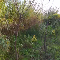 درخت میوه آلبالو کاج لاوسون  شمشاد طلایی  چمن|خدمات باغبانی و درختکاری|آستانه اشرفیه, |دیوار