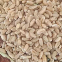 گندم سارنگ تمیز بذری